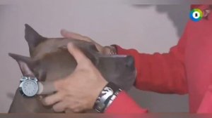 Один из способов почистить уши собаке без стресса
