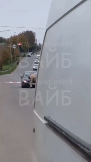 Толстого ТЦК потужно прокатили на капоте