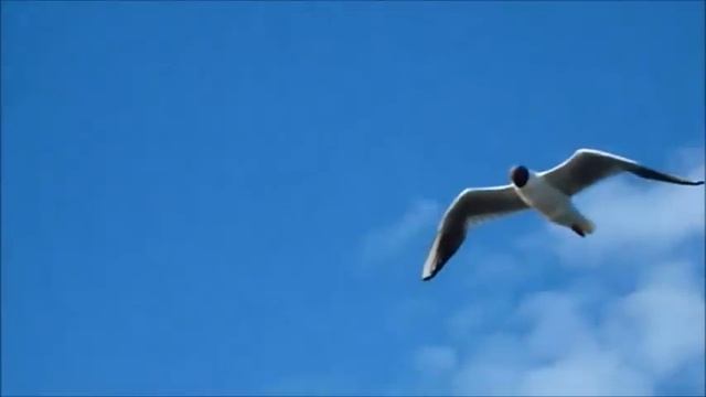 ИСТОРИЯ ЛЮБВИ... “Fausto Papetti-Love Story“ _саксофон_ смотреть онлайн