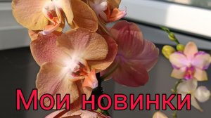 Как поживают мои Новые ОрХиДеЙкИ| Обзор ОРХИДЕЙ в магазинах ✅ #орхидеи