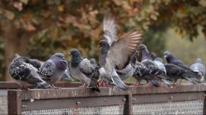 Звук голубей в городском парке. Голуби воркуют и летают