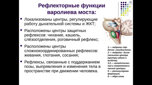ЧНС2