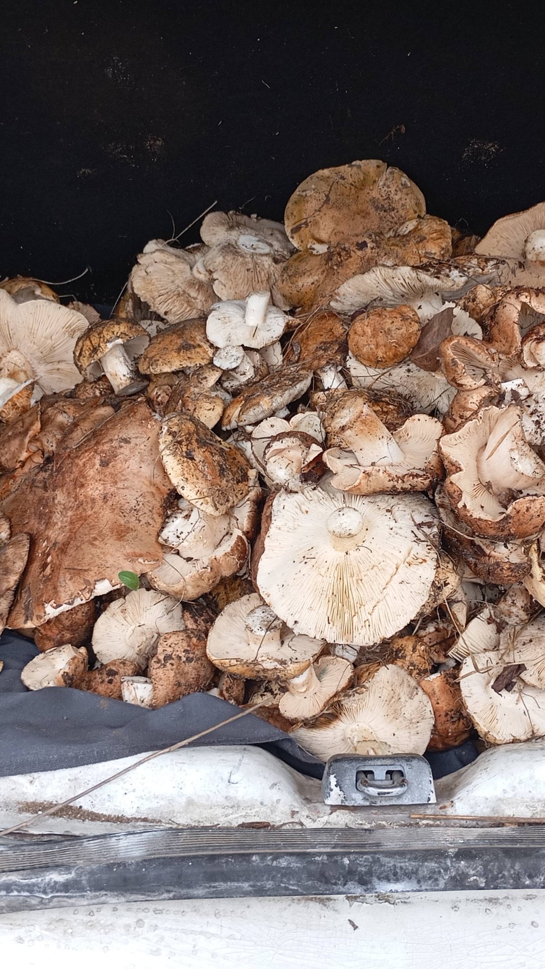 грибы ростовской области