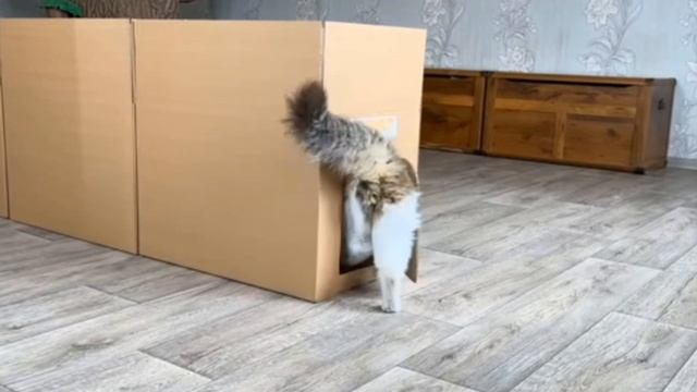 Построили Гигантский КАРТОННЫЙ ЛАБИРИНТ! ЭКСТРЕМАЛЬНЫЙ ПОБЕГ ЧЕРЕЗ КАРТОН смотреть онлайн