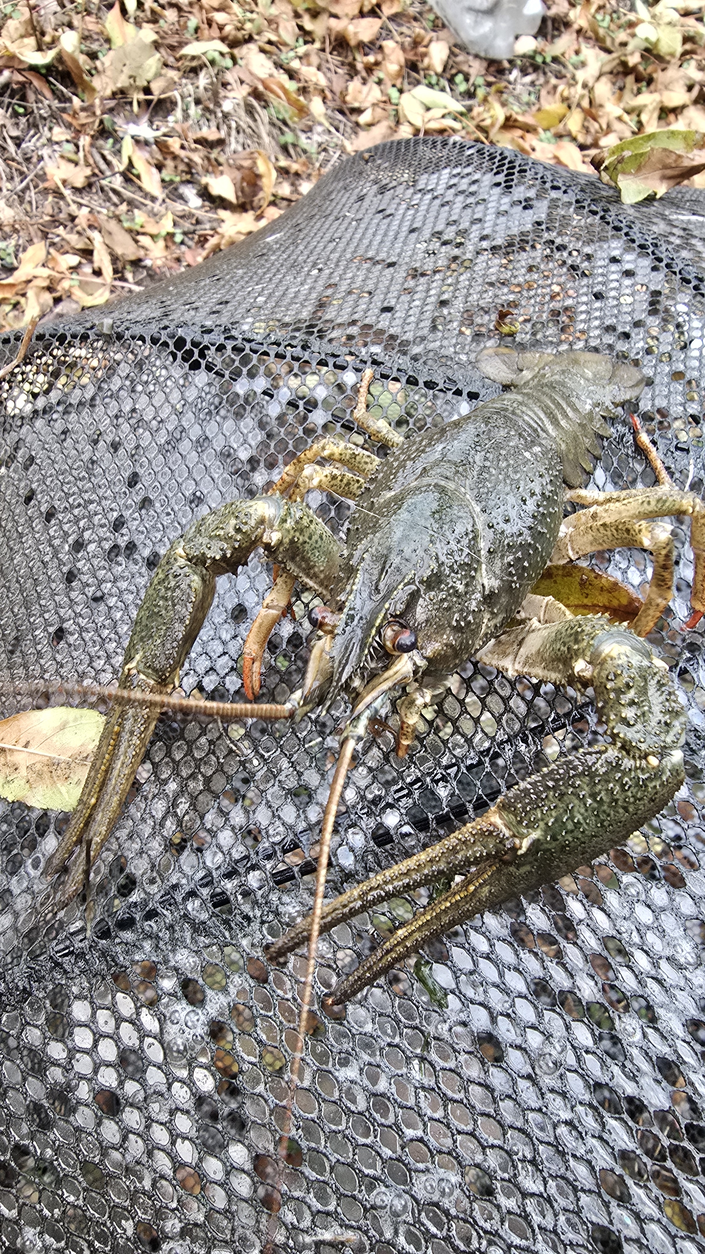 Поймал большого рака