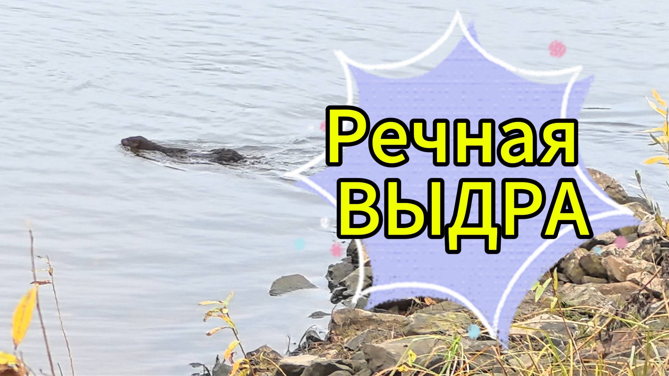 Речная выдра на воде и на суше. смотреть онлайн
