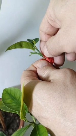 прививка цитрусовых новейший, легчайший способ👍