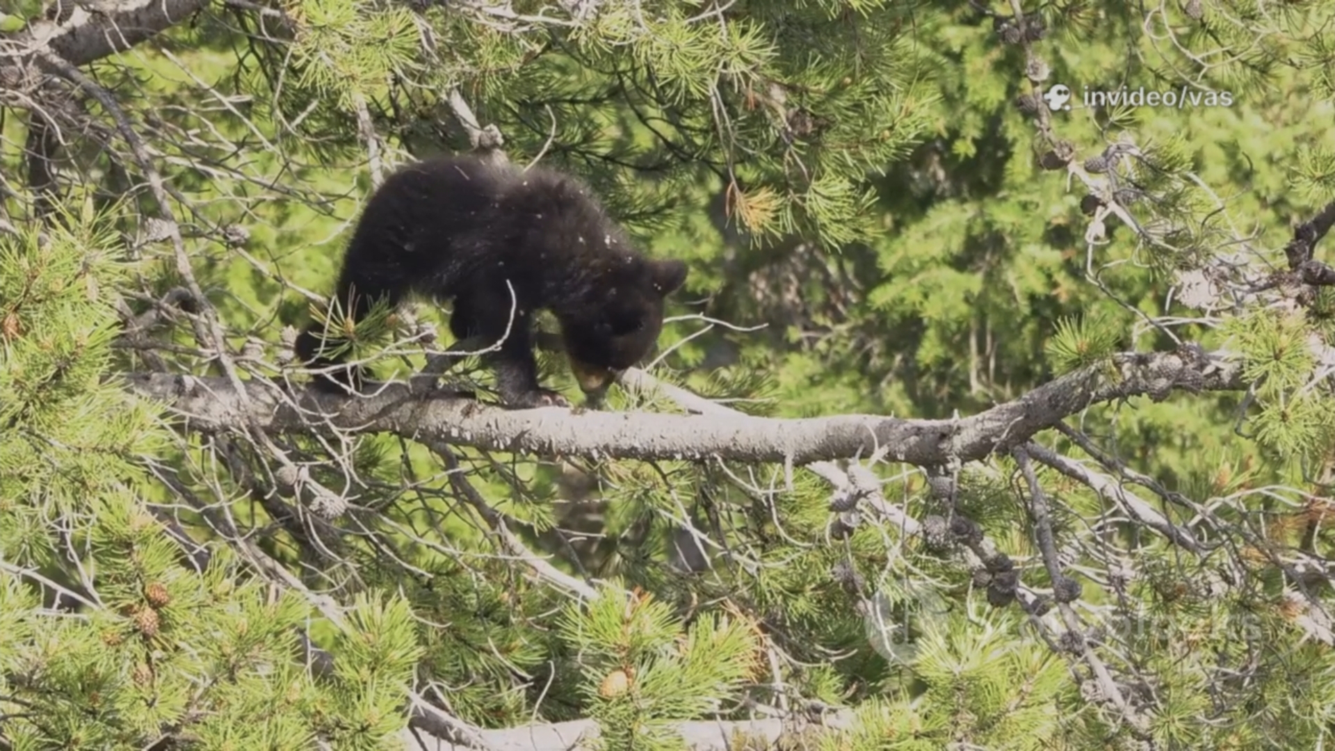 Сказка о медвежонке Тучка, часть 2 смотреть онлайн