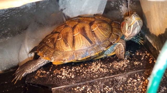 Красноухая черепаха 🐢 греется с утра 18-10-2025 смотреть онлайн