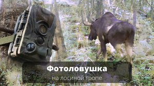 Фотоловушка на лосиной тропе. Что же она засняла?