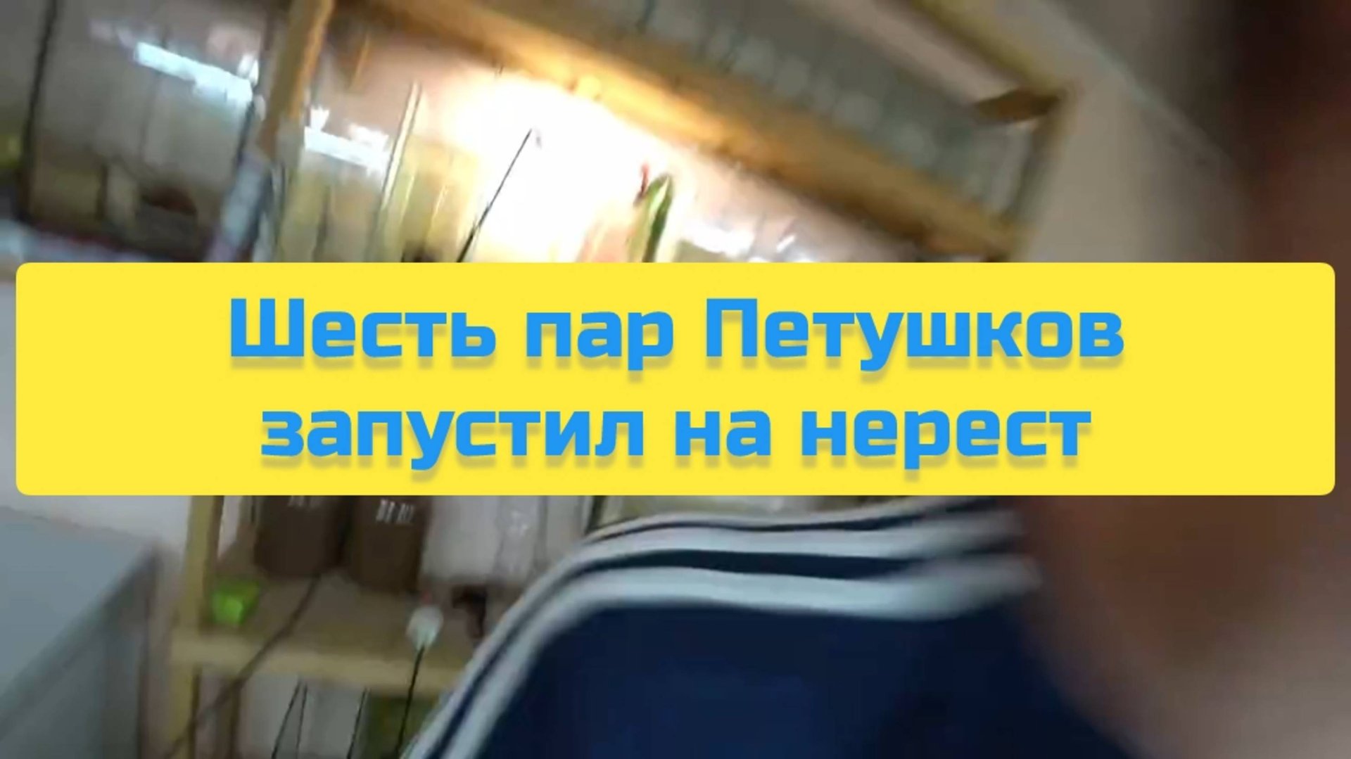 ШЕСТЬ ПАР ПЕТУШКОВ ЗАПУСТИЛ НА НЕРЕСТ смотреть онлайн