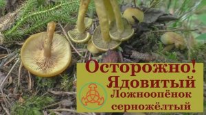 Осторожно! Ядовитый Ложноопёнок серно-жёлтый - Hypholoma fasciculare.