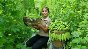 Собираю горькую дыню и приношу ее на рынок для продажи. Забочусь о домашнем скоте.  Вьетнам