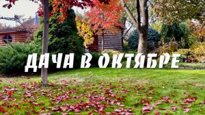 ЗОЛОТАЯ ОСЕНЬ в октябре 2025г / Двча 6 соток
