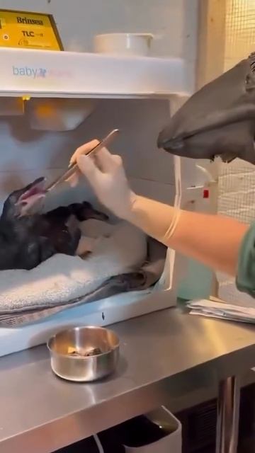 Сотрудники центра для осиротевших птенцов носят маски, чтобы птицы не привыкали к людям