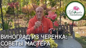 ВИНОГРАД ИЗ ЧЕРЕНКА