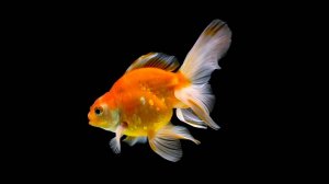 Филипп Кретьен. Душа. Покой. Праздник