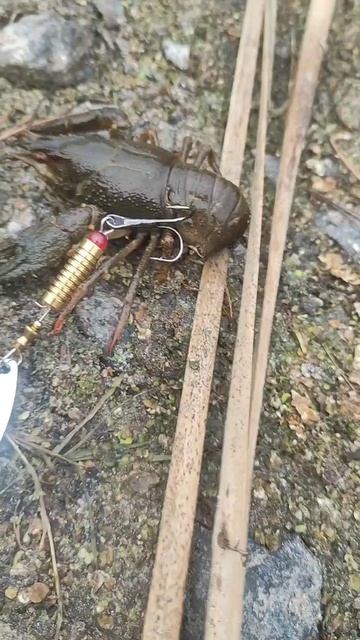 Поймал рака на блесну. рыбалка в октябре в Рефтинском. #ловля #рак