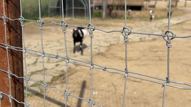 Съездили и подружились с животными в Сафари парк в городе Можайск смотреть онлайн