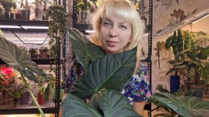 Пересадка большой алоказии