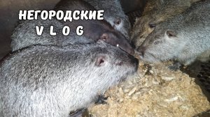 НУТРИИ: у каждого своё место. Слов нет - одни эмоции!!! 15.10.25