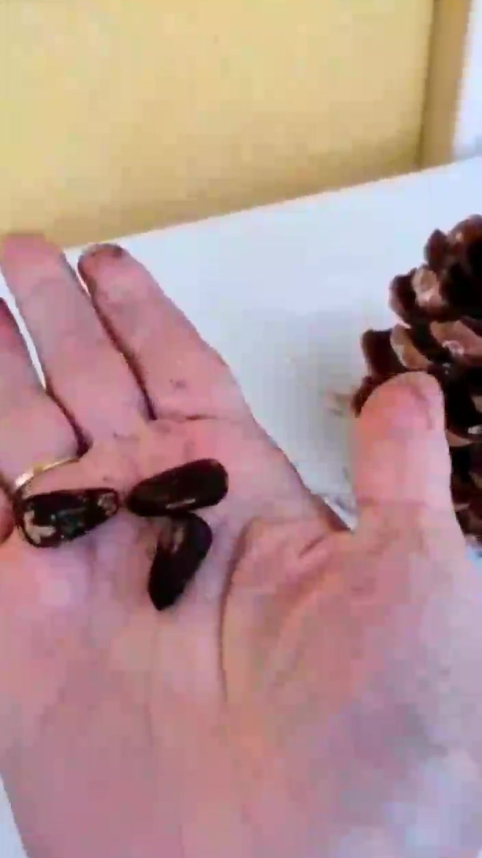 Средиземноморский кедр. Шишка огромная! смотреть онлайн