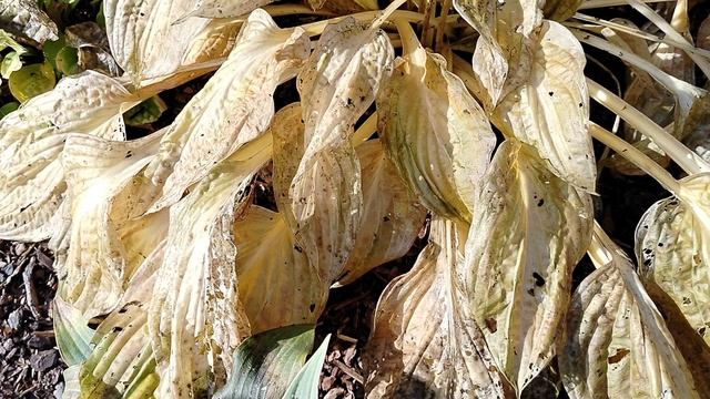 Мармелые хосты в октябре 2025 смотреть онлайн