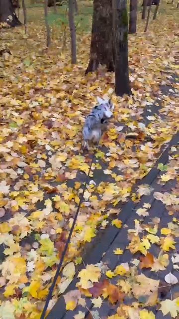 Собачья заначка))) смотреть онлайн