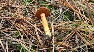 Перечный гриб | Chalciporus piperatus