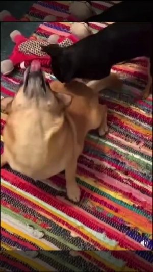 Забавные музыкальные кошечки и собачки