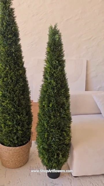 Супер новинка!

Туя Premium