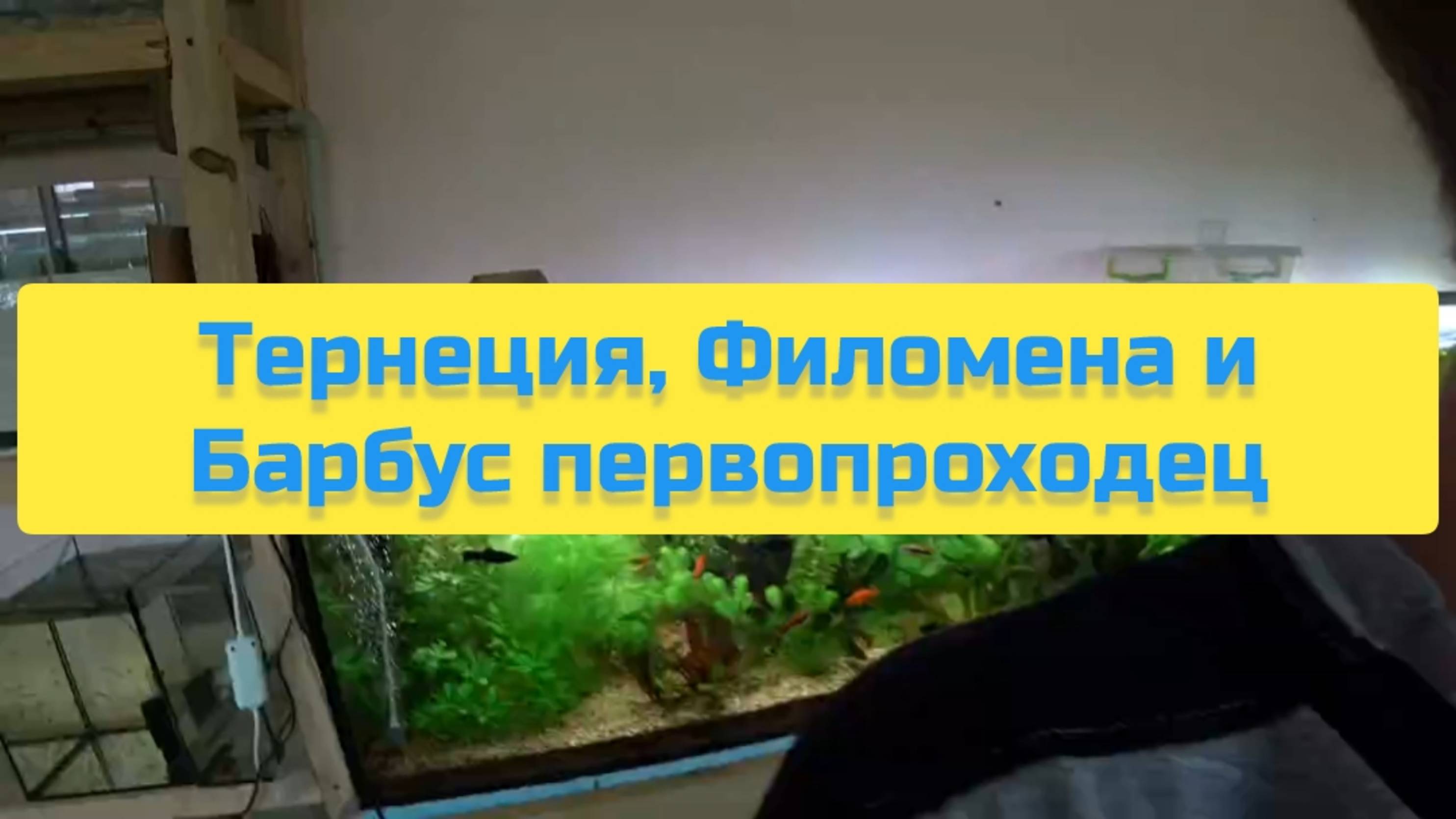 ТЕРНЕЦИЯ, ФИЛОМЕНА И БАРБУС ПЕРВОПРОХОДЕЦ смотреть онлайн