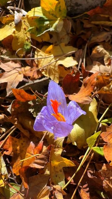 А вы видели Крокусы в Крыму? Настоящая осень в Крыму Горный Крым2025 #крым #осеньвкрыму #ялтасегодня смотреть онлайн