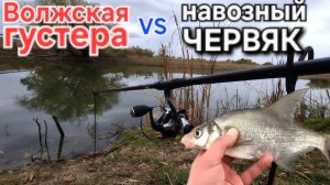 ⚡️Залётная Густера и низкое давление🔥 и секретный ерик Волги. Рыбалка в Астрахани - Октябрь 2025 !