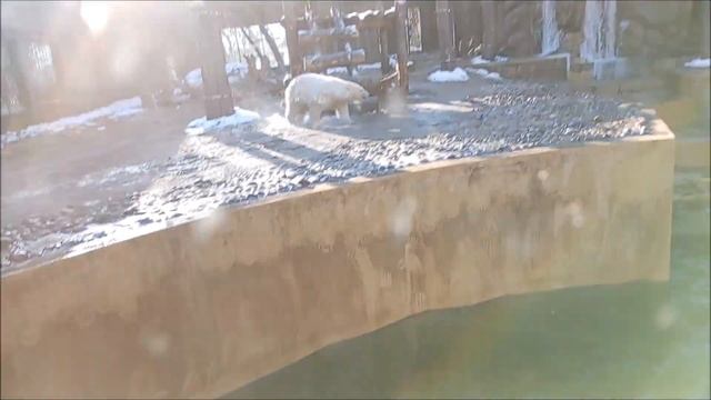 Медвежатам очень нравится играть с лапой от нерпы 16.10.2025 смотреть онлайн