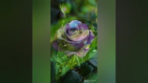 Jazzdauren - Дарите женщинам цветы.  Видеомонтаж Елена Мельникова.