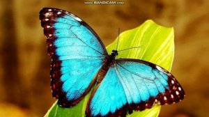 ПО ВЕРЕ ПРИНИМАЕМ НОВУЮ ПРИРОДУ ИИСУСА ХРИСТА И ДЕЛАМИ ЛЮБВИ УТВЕРЖДАЕМСЯ В НОВОЙ ПРИРОДЕ!!! 1часть.