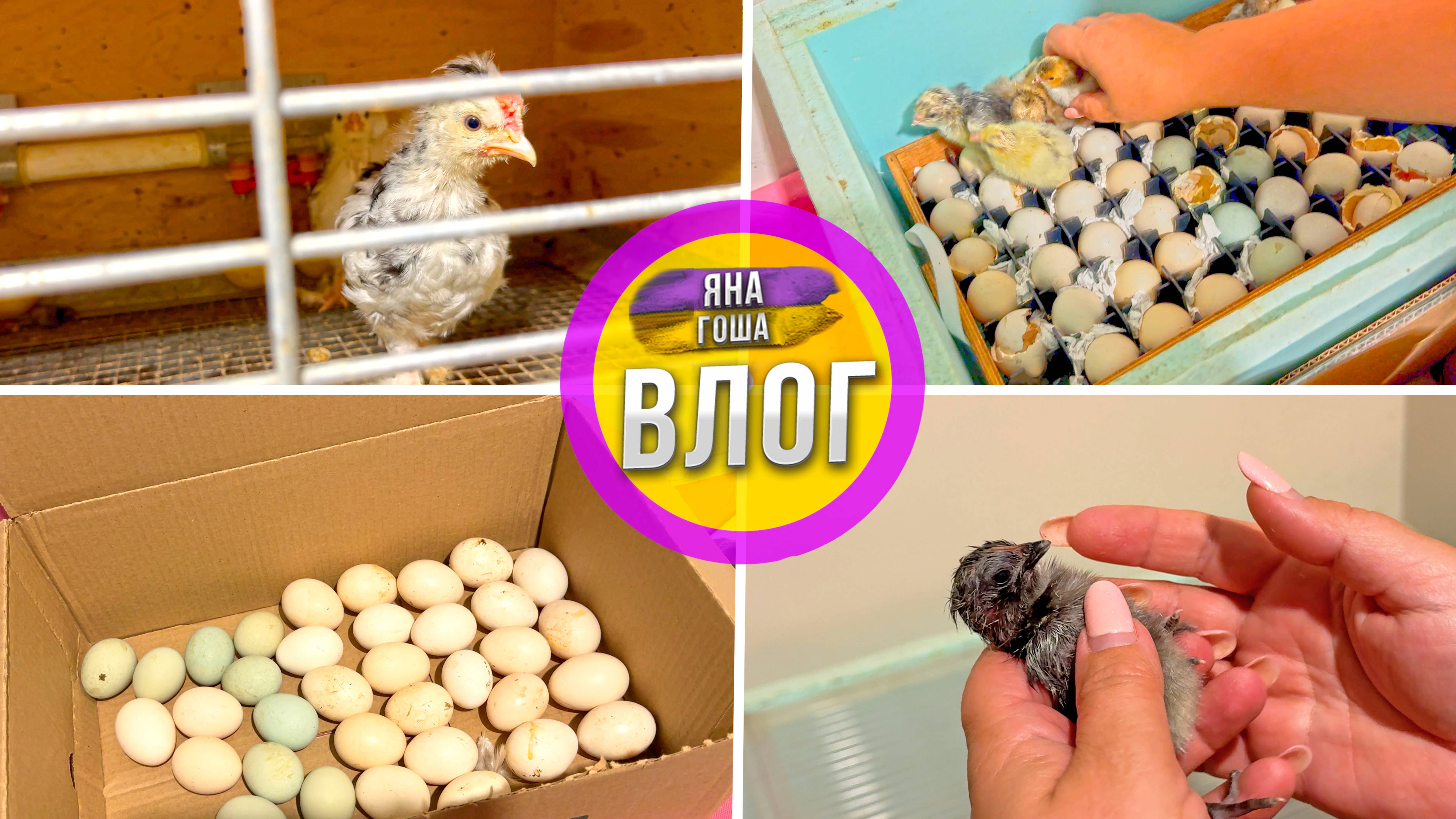 Не очень задалось с цыплятами в этом году! Мы не сдаемся и продолжаем! смотреть онлайн