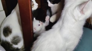 Мама-кошка и ее три прекрасных котёнка. Счастливая кошачья семья.