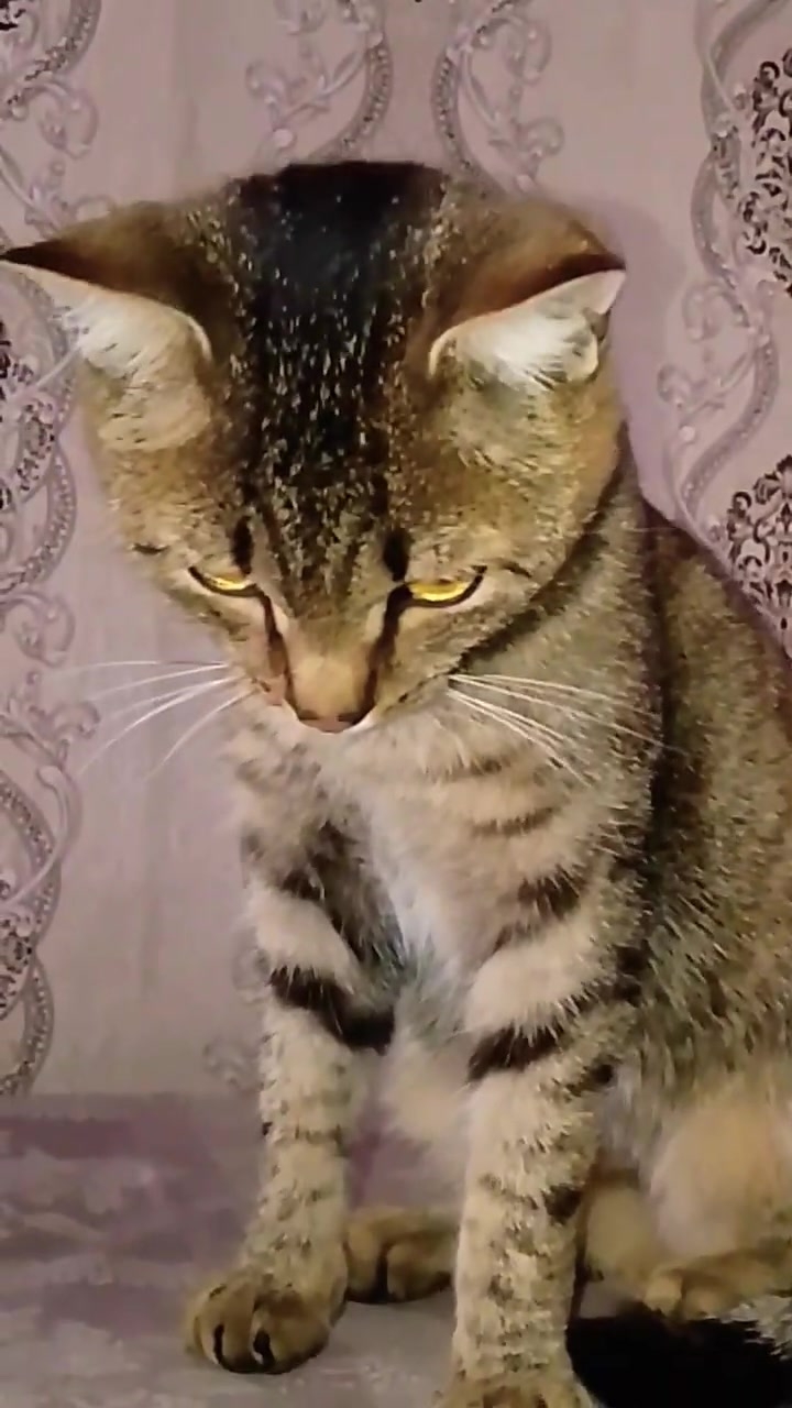 Манипулятор смотреть онлайн