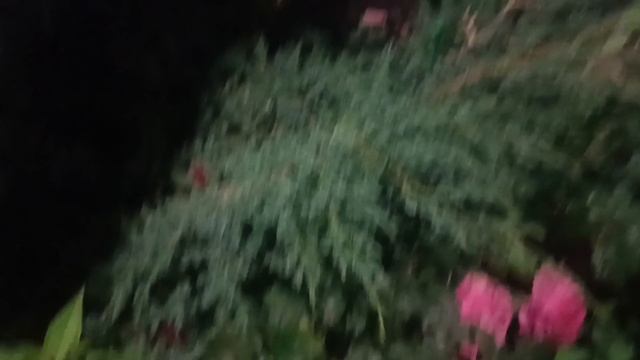 ИВАН КУЧИН. *РОЗА НА КРОВИ*.ЛЮБИМЫЙ ШАНСОН. смотреть онлайн