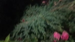 ИВАН КУЧИН. *РОЗА НА КРОВИ*.ЛЮБИМЫЙ ШАНСОН.