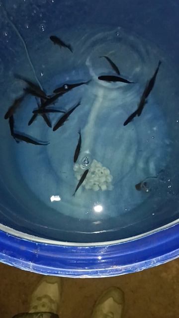 Заготовка на зиму живца. смотреть онлайн