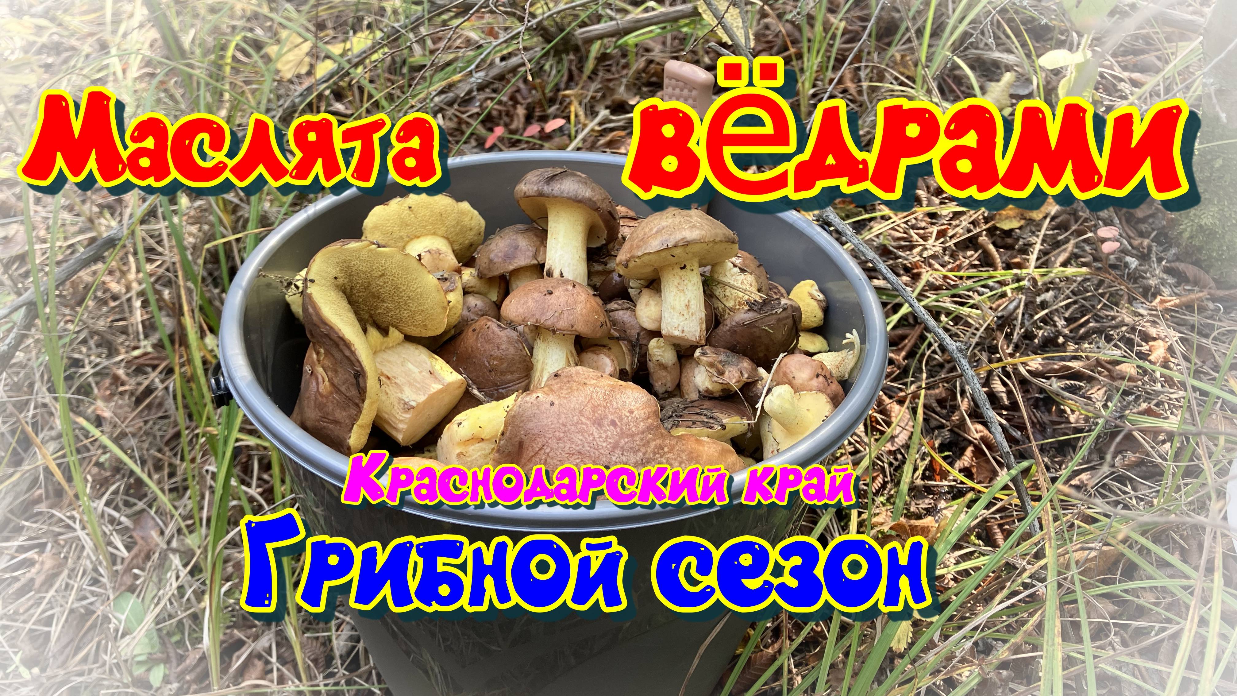 Собираем грибы маслята. Краснодарский край смотреть онлайн