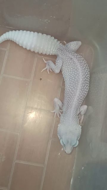 Всем приветик от Зефирки! 18 февраля 2025 г. смотреть онлайн