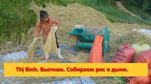 Thị Bình. Вьетнам. Собираем рис и дыни.