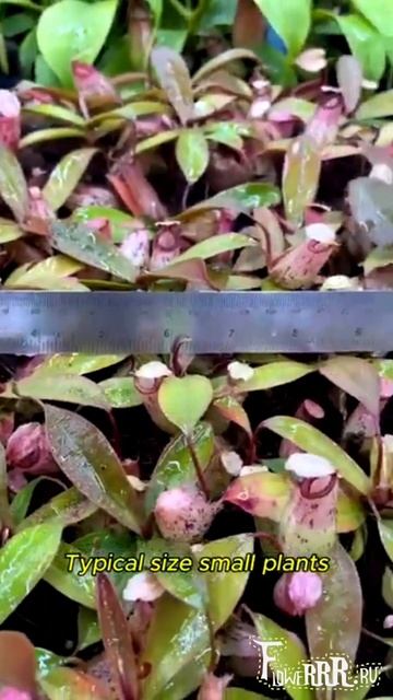 Непентес Sibuyanensis * Ampullaria - (BE-4584)