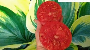 Обзор низкорослых сортов томатов из моей коллекции... Собрала для удобства в одном видео. Б