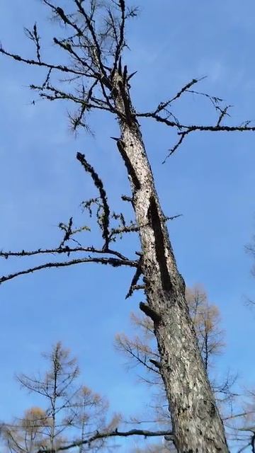 Лайка смотреть онлайн