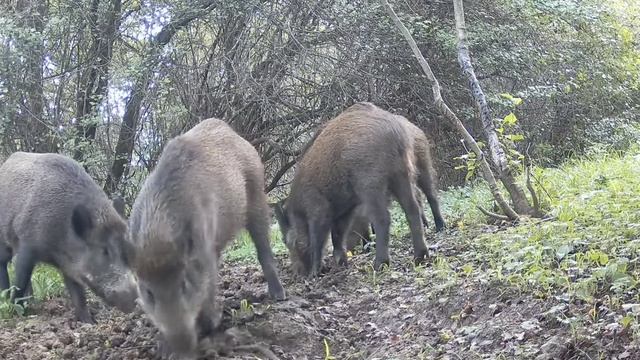 Кабаны фото ловушка. смотреть онлайн